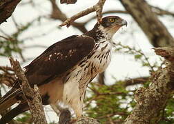 Aigle fascié