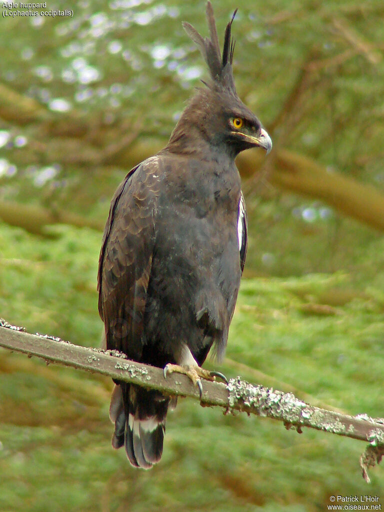 Long-crested Eagle