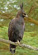 Long-crested Eagle