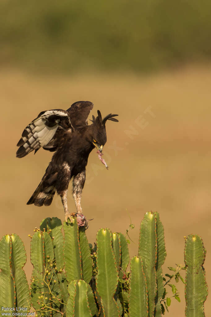 Aigle huppard