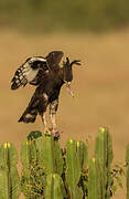 Long-crested Eagle