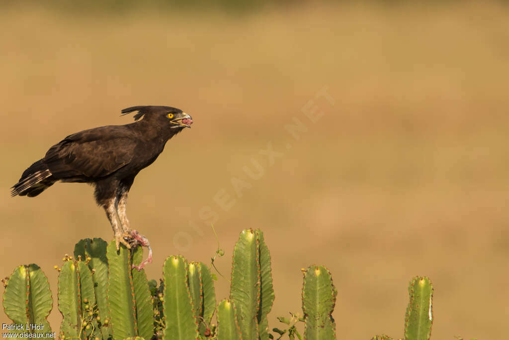 Long-crested Eagle