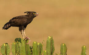 Long-crested Eagle