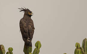 Long-crested Eagle