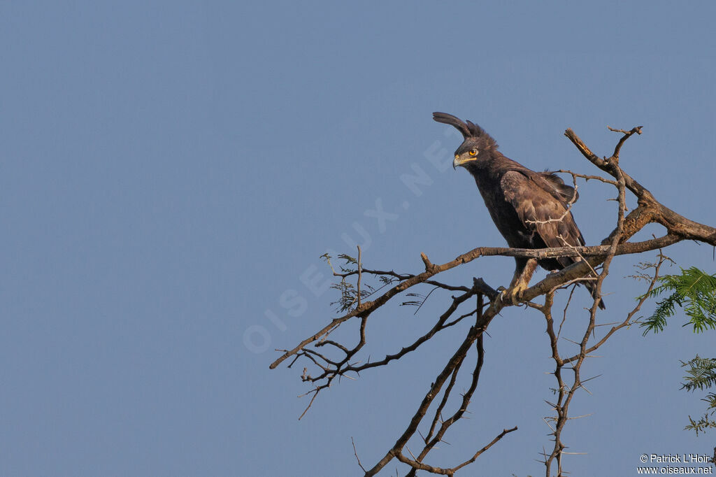 Long-crested Eagle