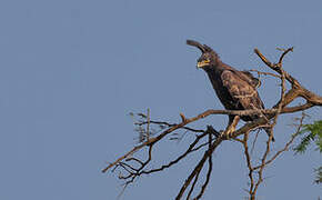 Long-crested Eagle