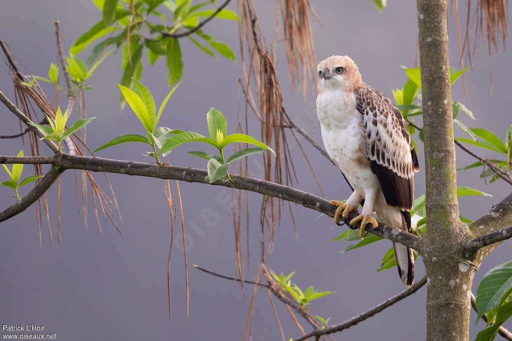 Aigle huppéjuvénile, identification