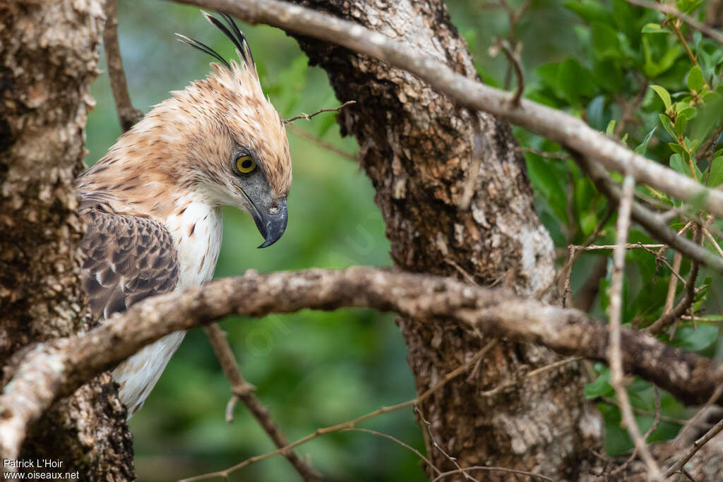 Aigle huppéjuvénile, portrait