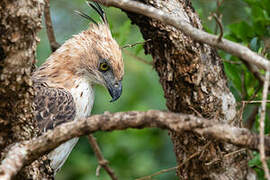 Changeable Hawk-Eagle