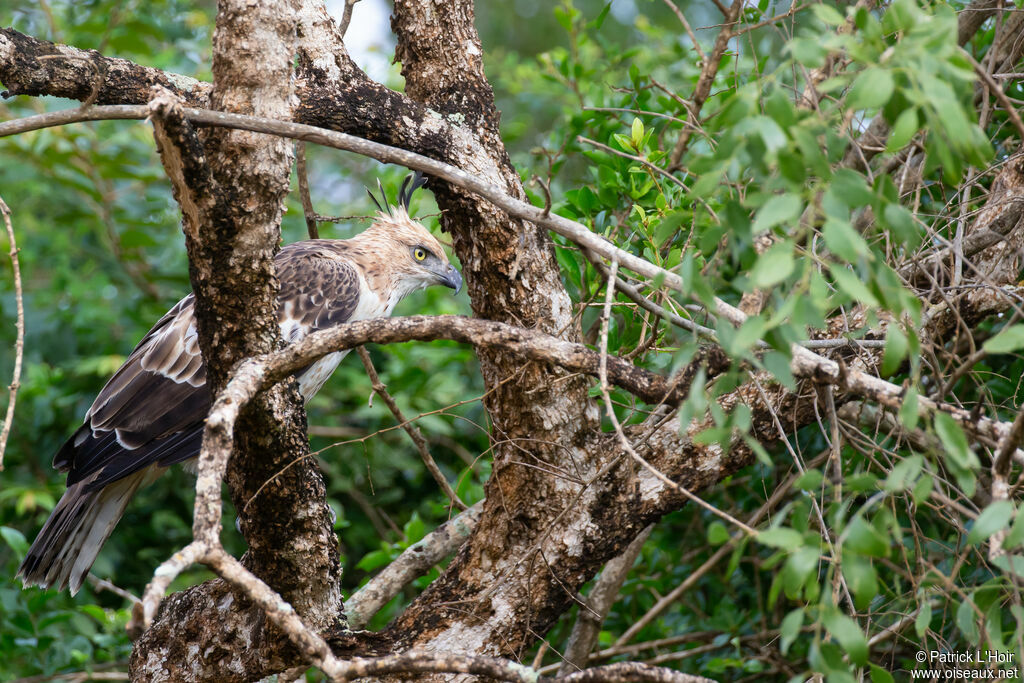 Changeable Hawk-Eagle