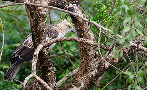 Changeable Hawk-Eagle