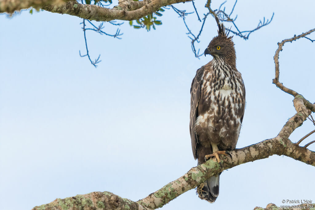 Aigle huppé