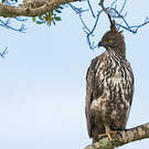 Aigle huppé