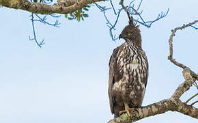 Changeable Hawk-Eagle