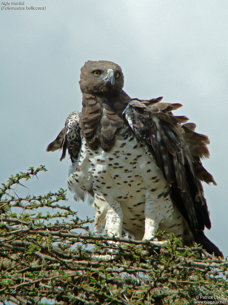 Martial Eagle