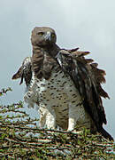 Martial Eagle