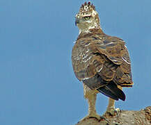 Martial Eagle