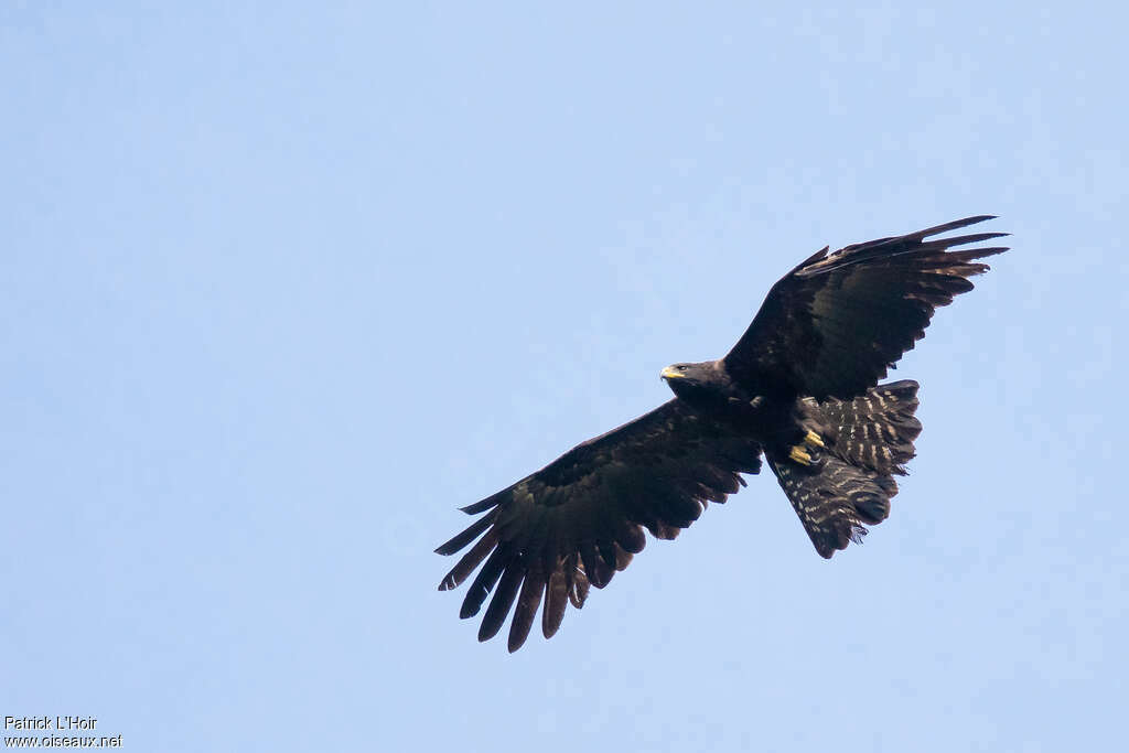 Aigle noiradulte, identification