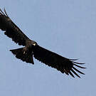 Aigle noir