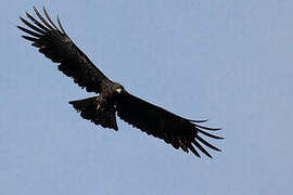 Black Eagle