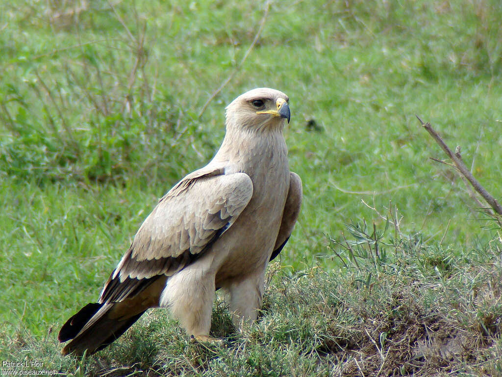 Aigle ravisseurjuvénile, identification