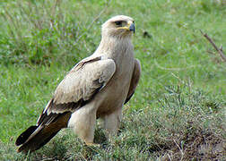 Tawny Eagle