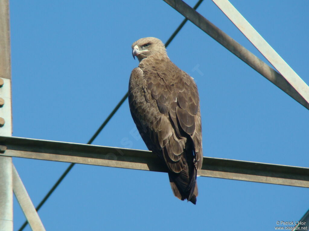 Tawny Eagle