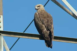 Tawny Eagle