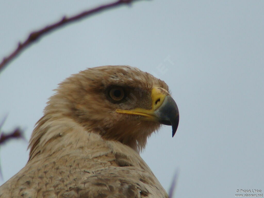 Aigle ravisseur