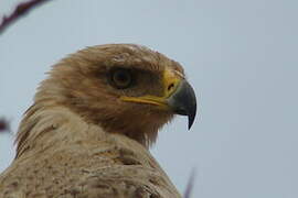 Tawny Eagle