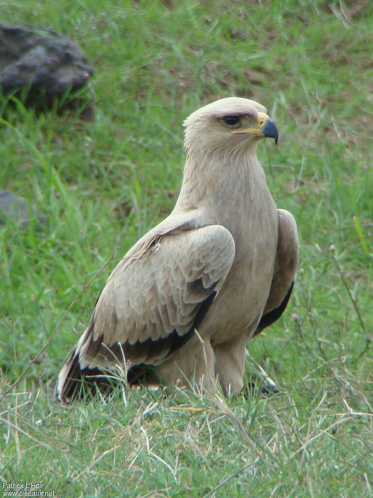 Aigle ravisseur