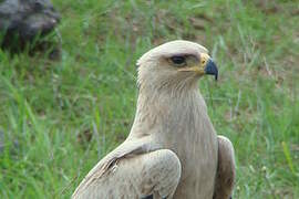 Aigle ravisseur