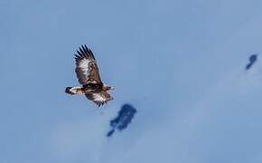 Golden Eagle