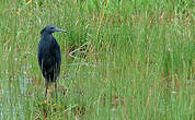 Aigrette ardoisée