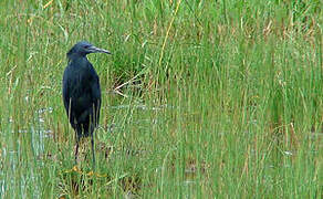 Aigrette ardoisée