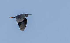 Aigrette ardoisée