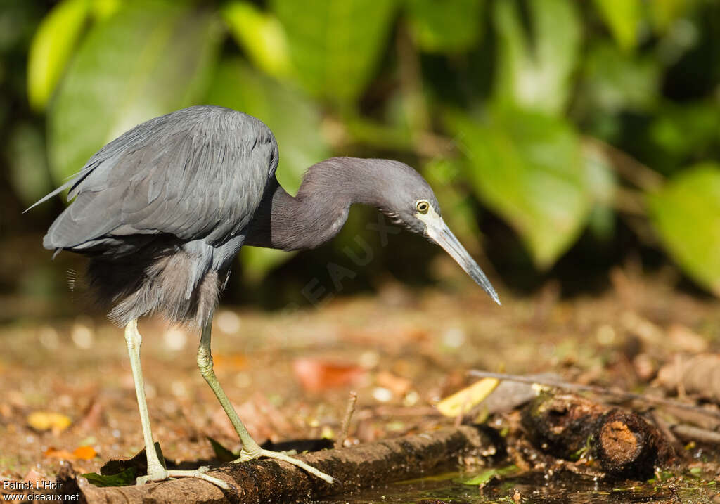 Little Blue Heronadult post breeding, fishing/hunting