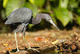 Aigrette bleue