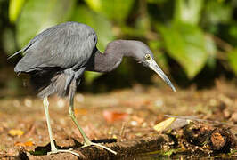 Little Blue Heron