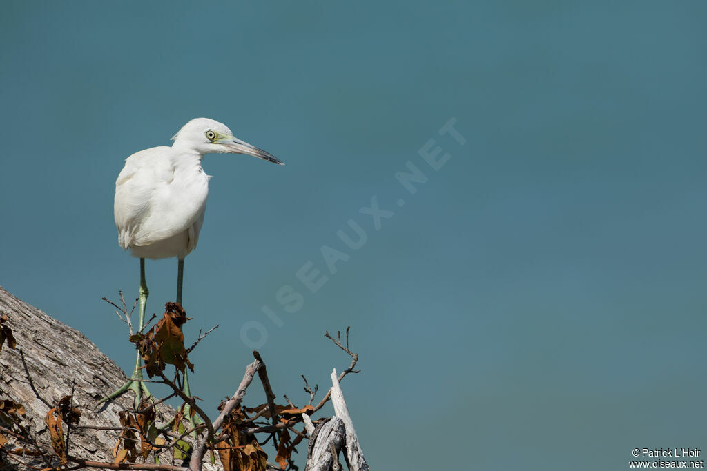 Aigrette bleuejuvénile