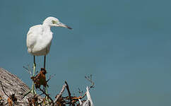 Aigrette bleue