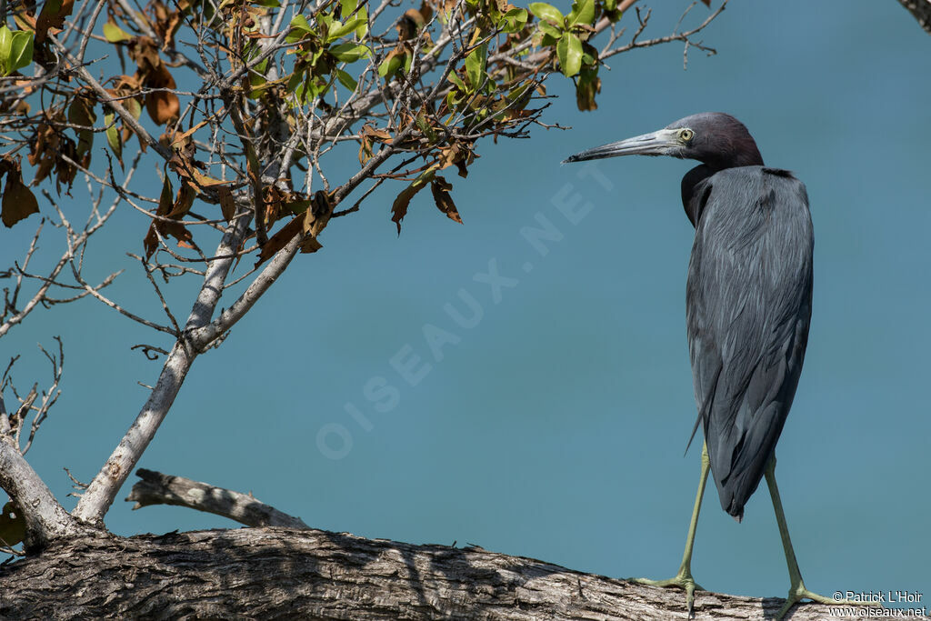 Little Blue Heron