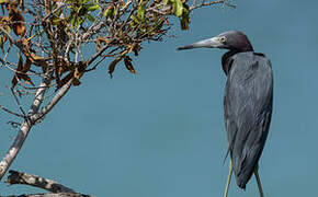 Aigrette bleue