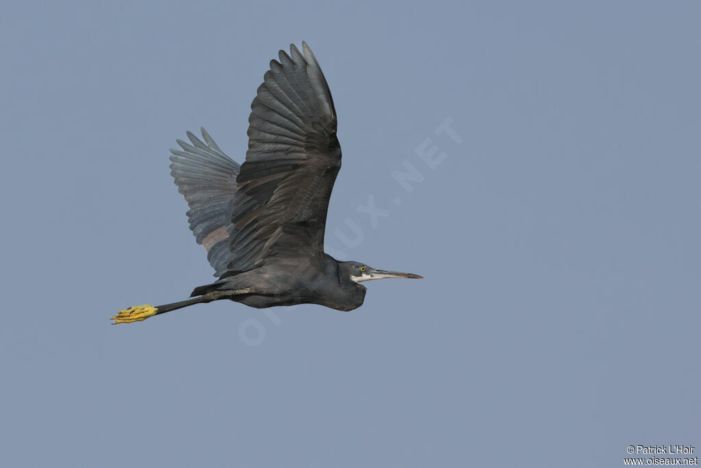 Western Reef Heron