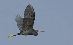 Aigrette des récifs