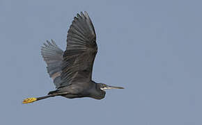 Western Reef Heron