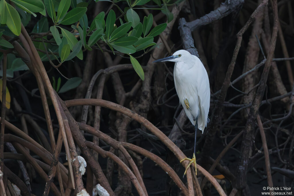 Western Reef Heron