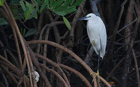 Western Reef Heron