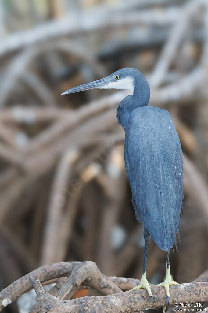 Western Reef Heron