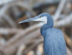 Aigrette des récifs